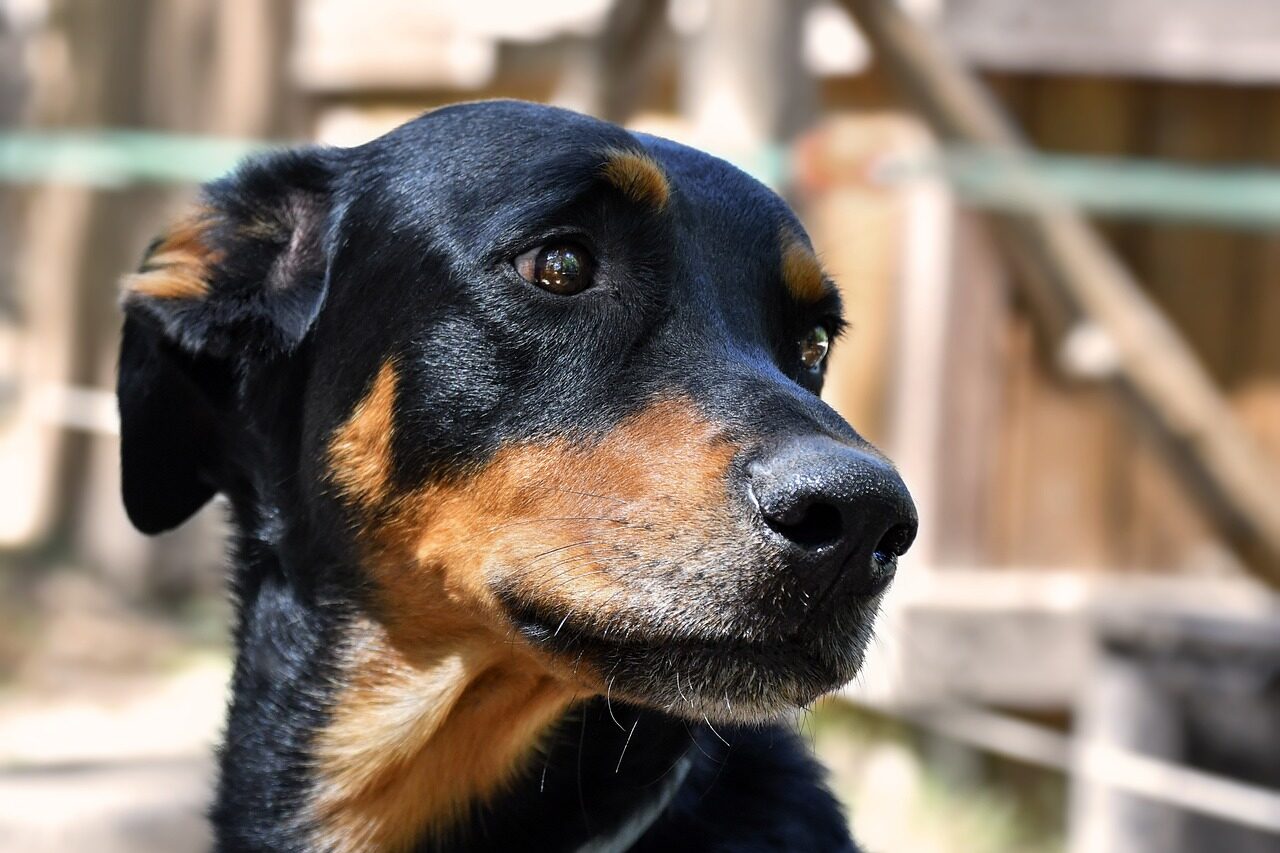 Idealny start ze szczeniakiem